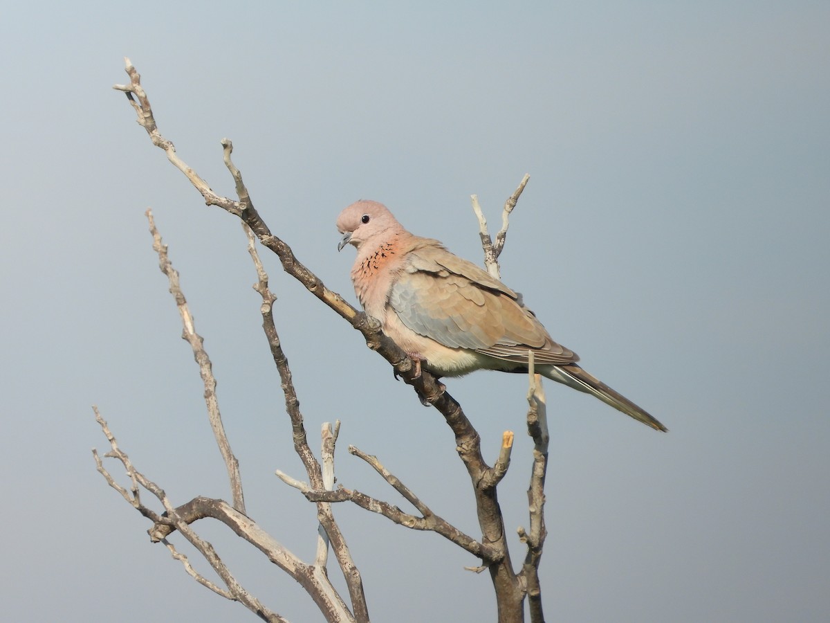 Laughing Dove - ML611909492