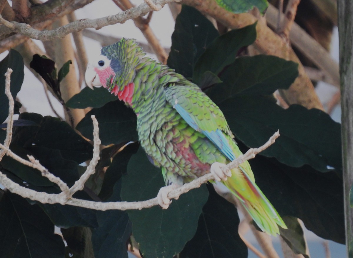 Cuban Parrot - Jan Bradley
