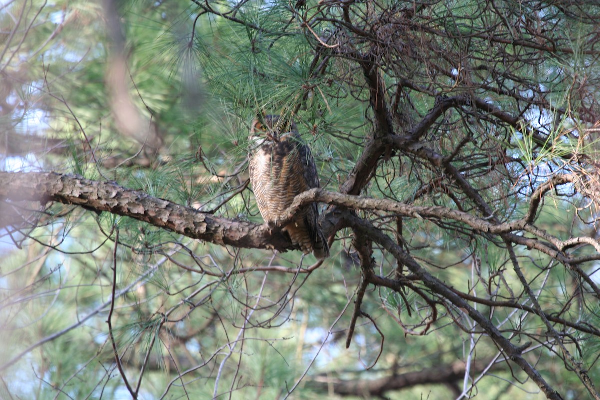 Great Horned Owl - ML611909756