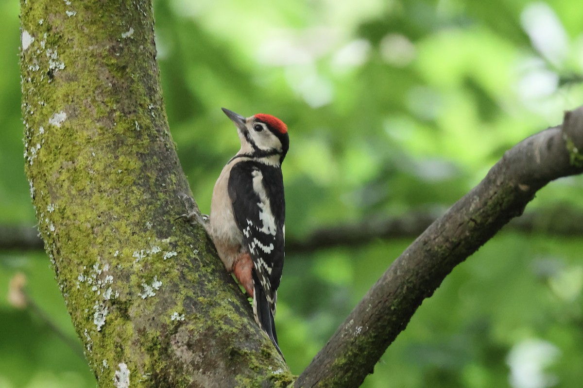 Great Spotted Woodpecker - ML611910234