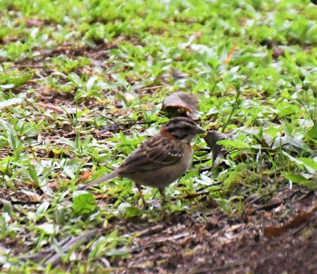 Rufous-collared Sparrow - ML611910333