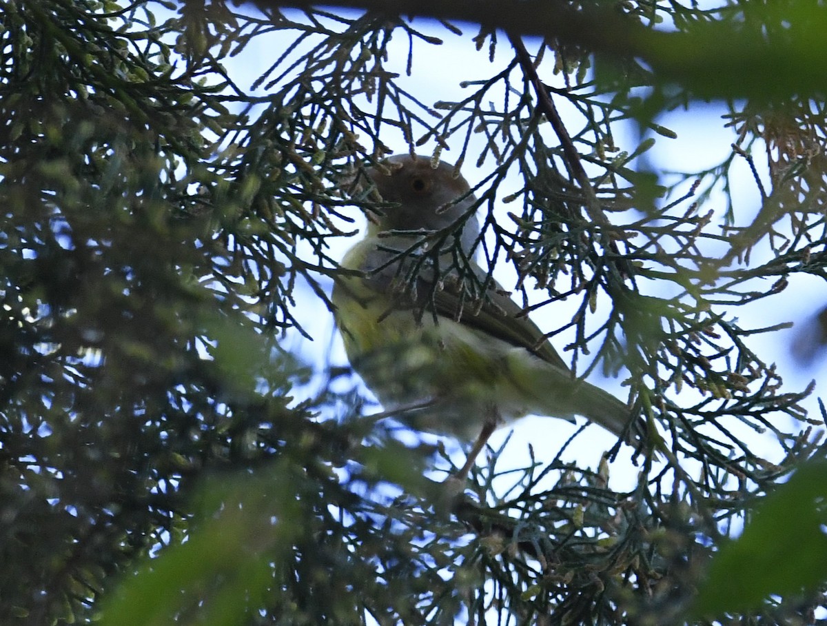 Rufous-browed Peppershrike - ML611910373