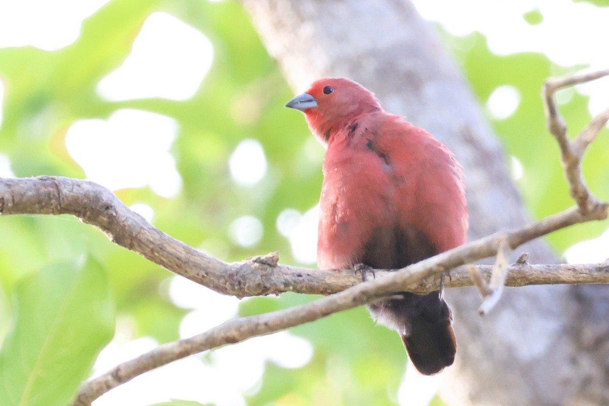 Jameson's Firefinch - ML611910467