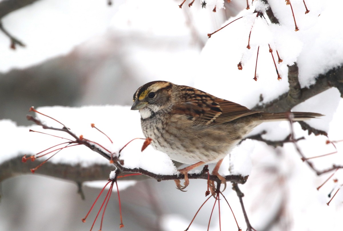 White-throated Sparrow - ML611910558