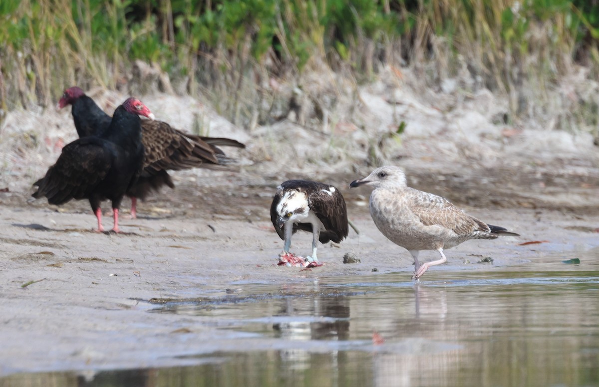 eBird Checklist - 5 Dec 2023 - Shell Key Preserve - 27 species