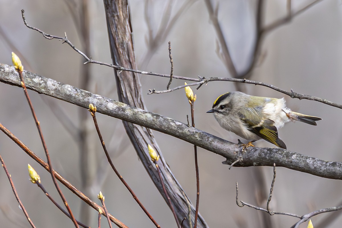 New York Breeding Bird Atlas Checklist - 5 Dec 2023 - Rockland Lake SP