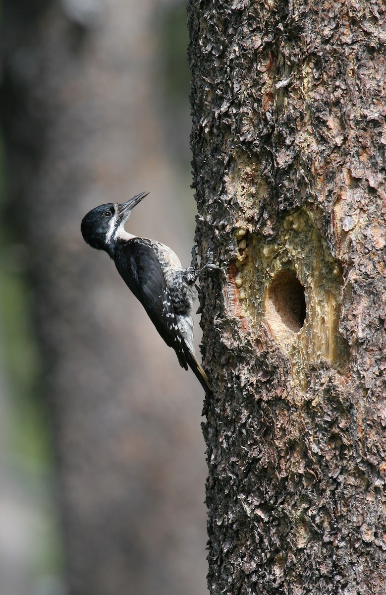 Black-backed Woodpecker - ML611910916