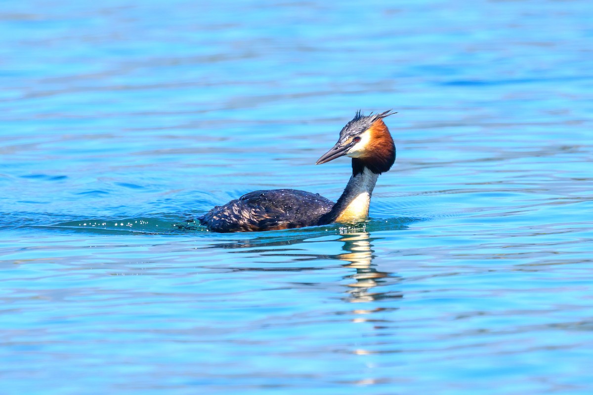 Great Crested Grebe - ML611910946