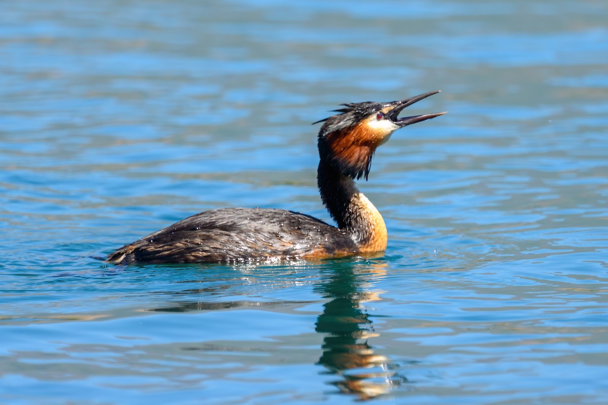 Great Crested Grebe - ML611910950