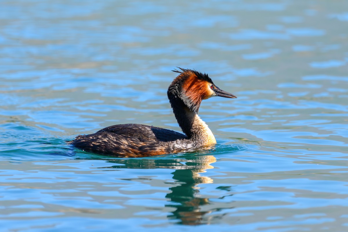 Great Crested Grebe - ML611910953