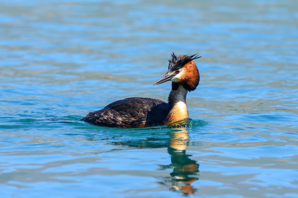 Great Crested Grebe - ML611910954