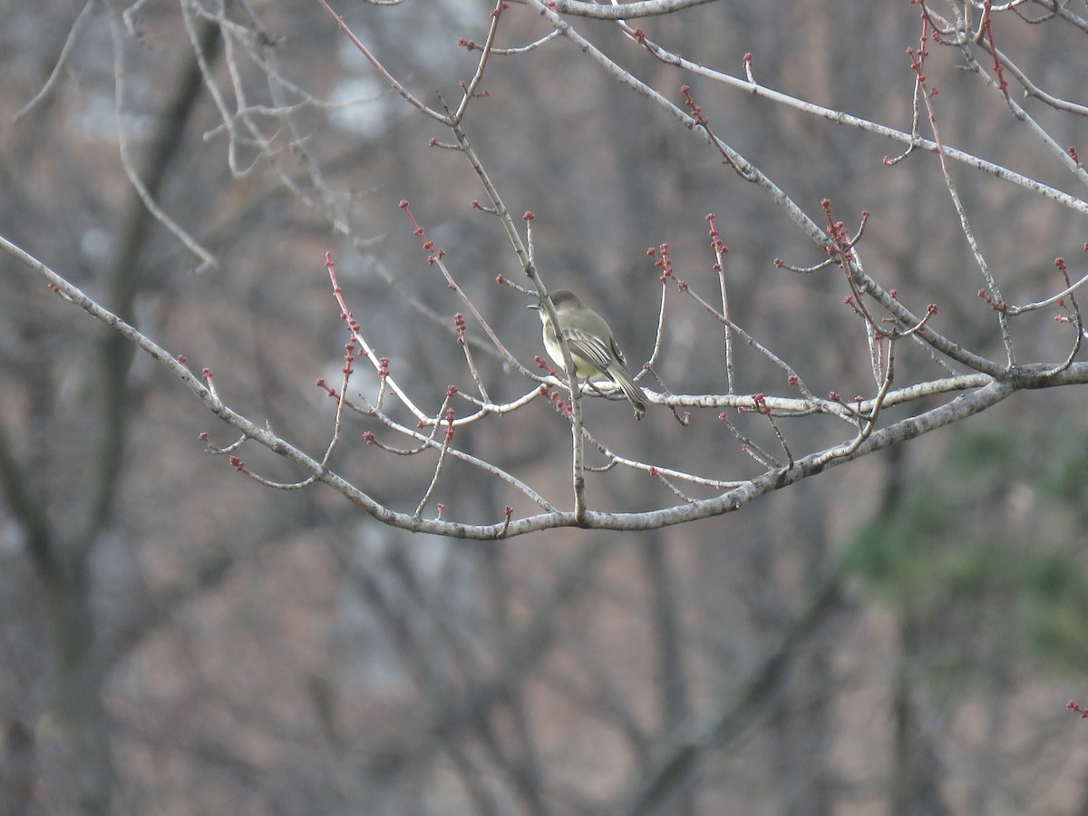 eBird Checklist 5 Dec 2023 Flushing Meadows Corona ParkMeadow