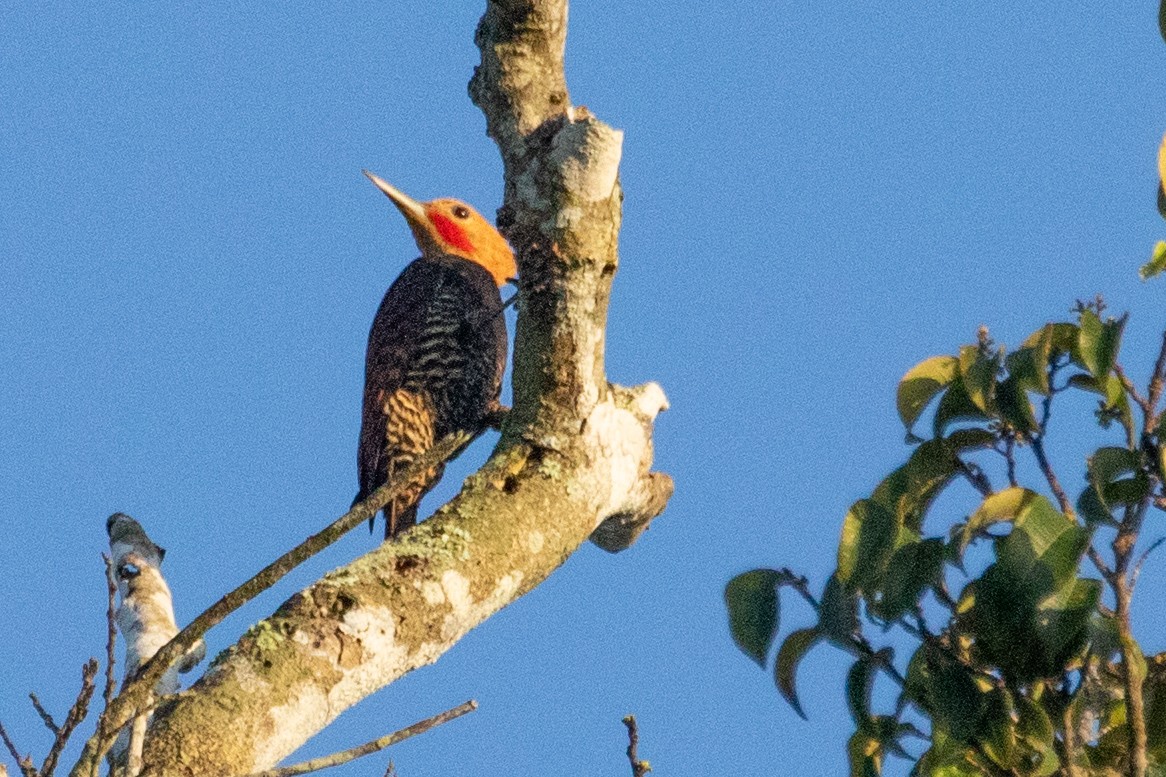 Ringed Woodpecker (Atlantic Black-breasted) - ML611911177