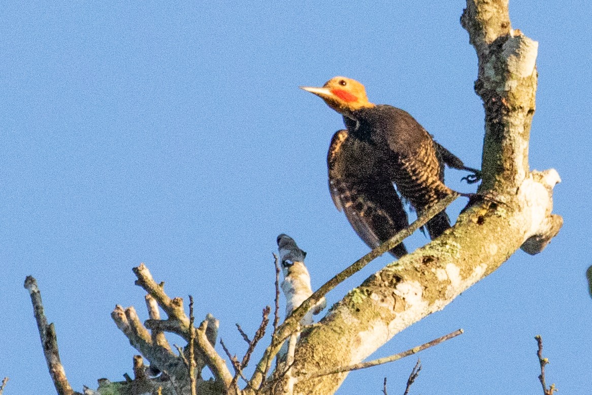 Ringed Woodpecker (Atlantic Black-breasted) - ML611911180
