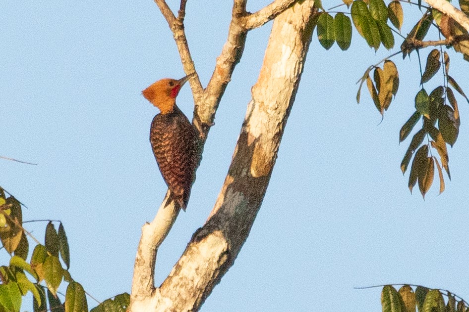 Ringed Woodpecker (Atlantic Black-breasted) - ML611911182