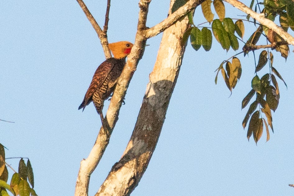 Ringed Woodpecker (Atlantic Black-breasted) - ML611911206