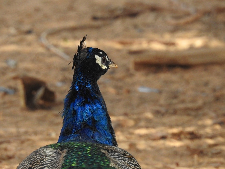 Pavo Real Común (doméstico) - ML611911382