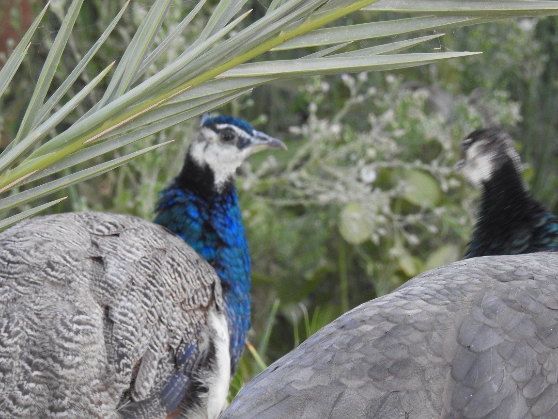 Pavo Real Común (doméstico) - ML611911388