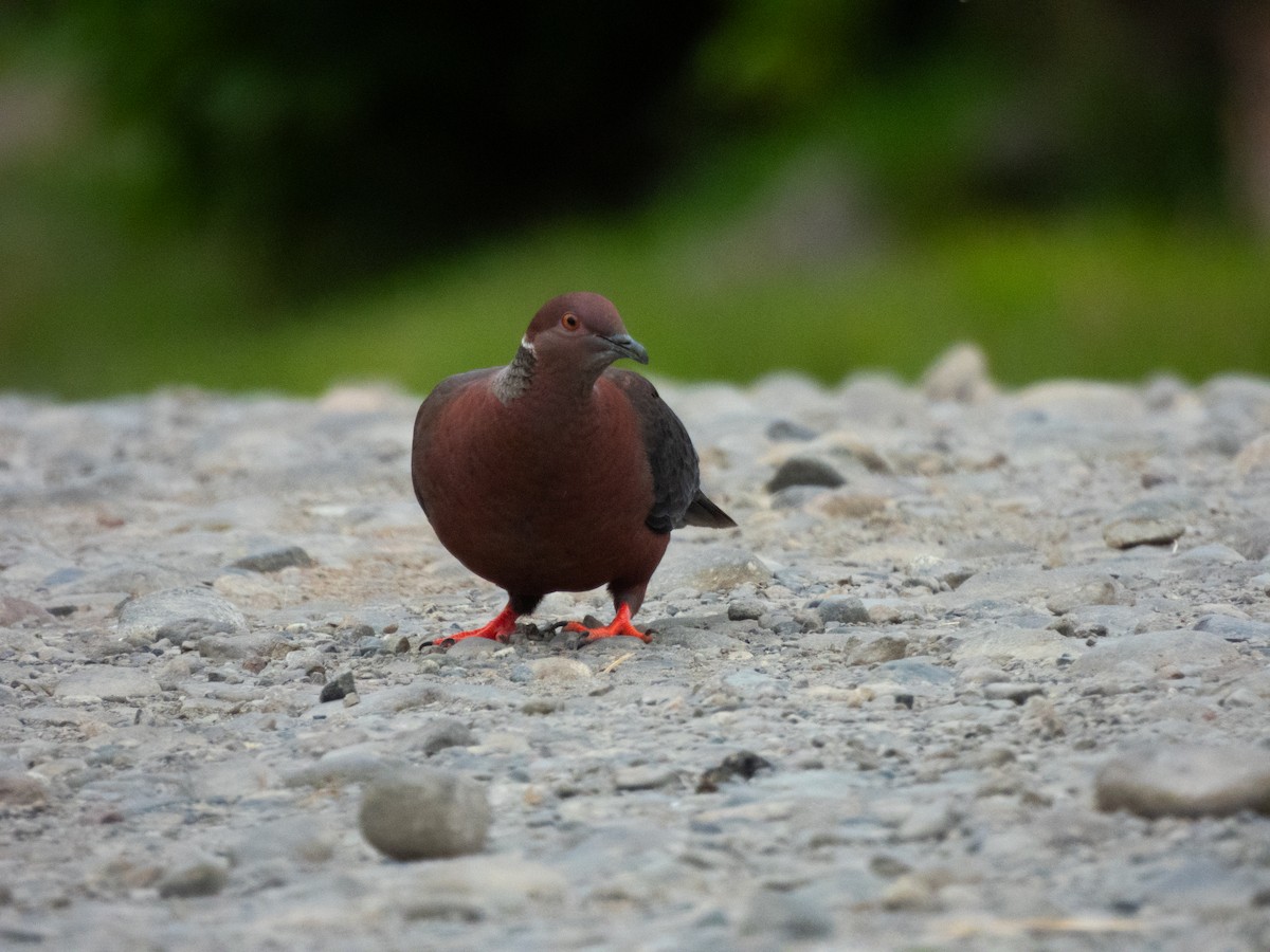 Chilean Pigeon - ML611911638