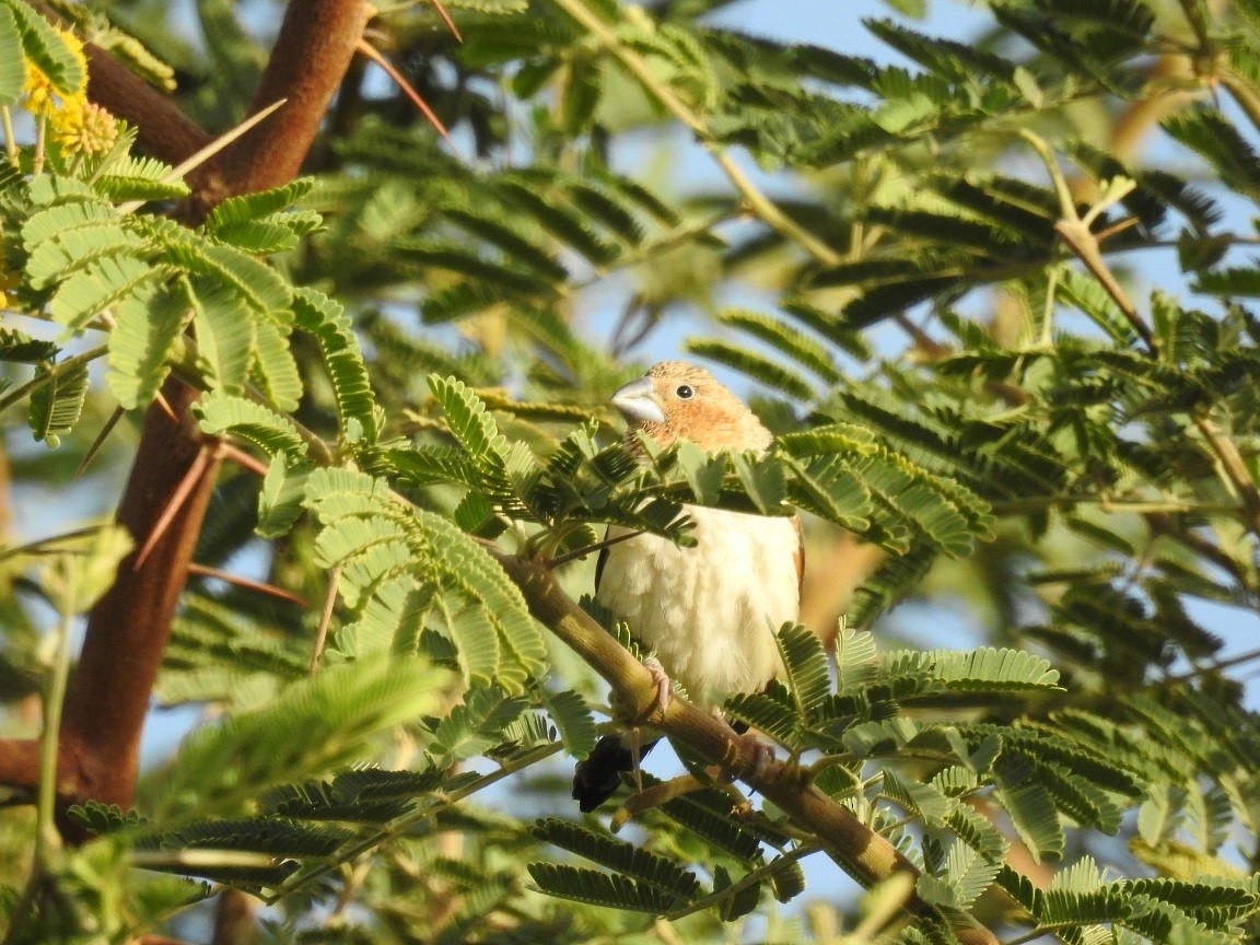 Capuchino Picoplata Africano - ML611911688