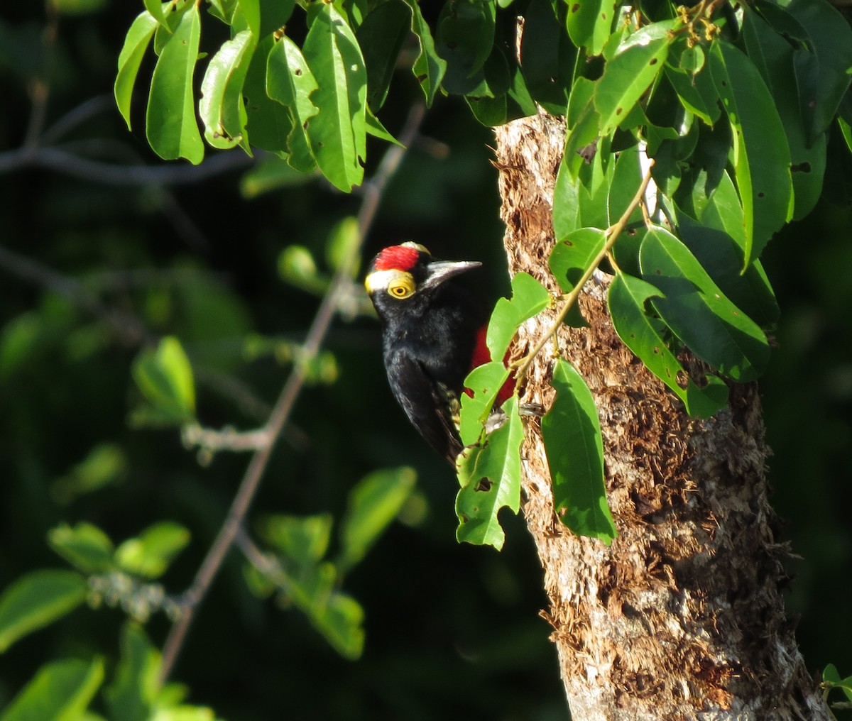 Yellow-tufted Woodpecker - ML611911697