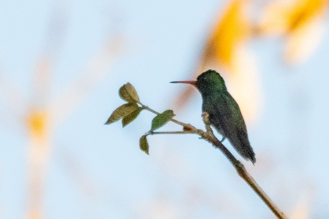 kolibřík savanový - ML611911706