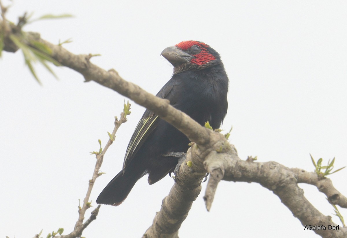 Red-faced Barbet - ML611911746