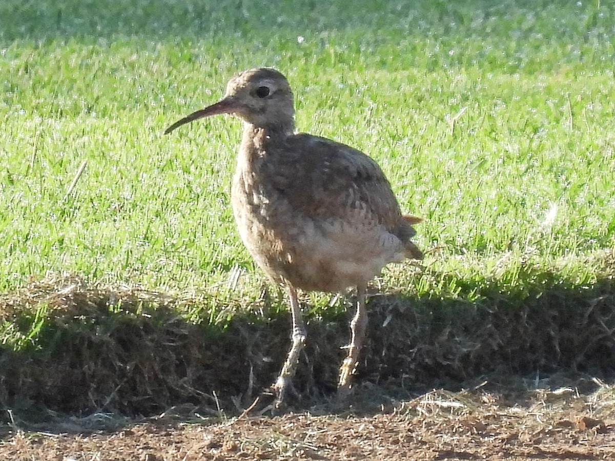 Little Curlew - ML611911844