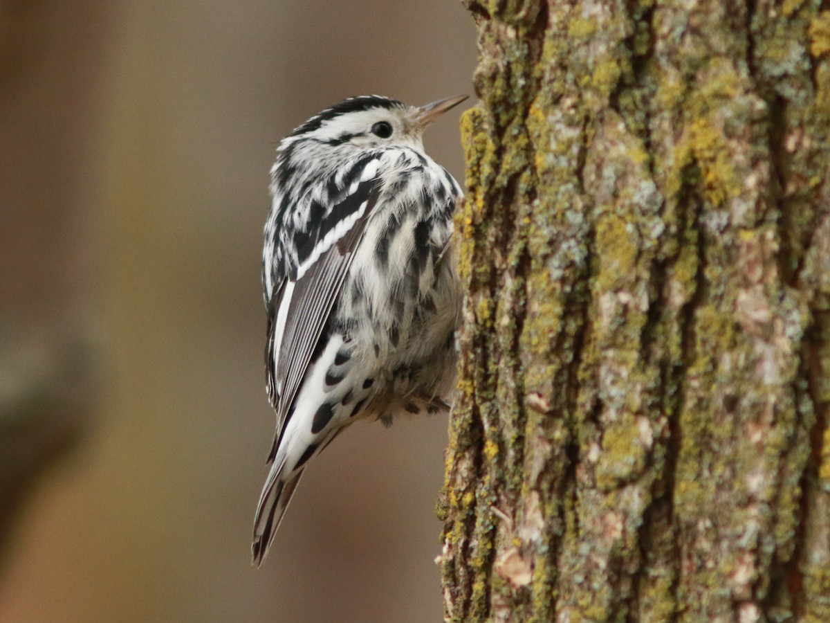 Black-and-white Warbler - ML611911865