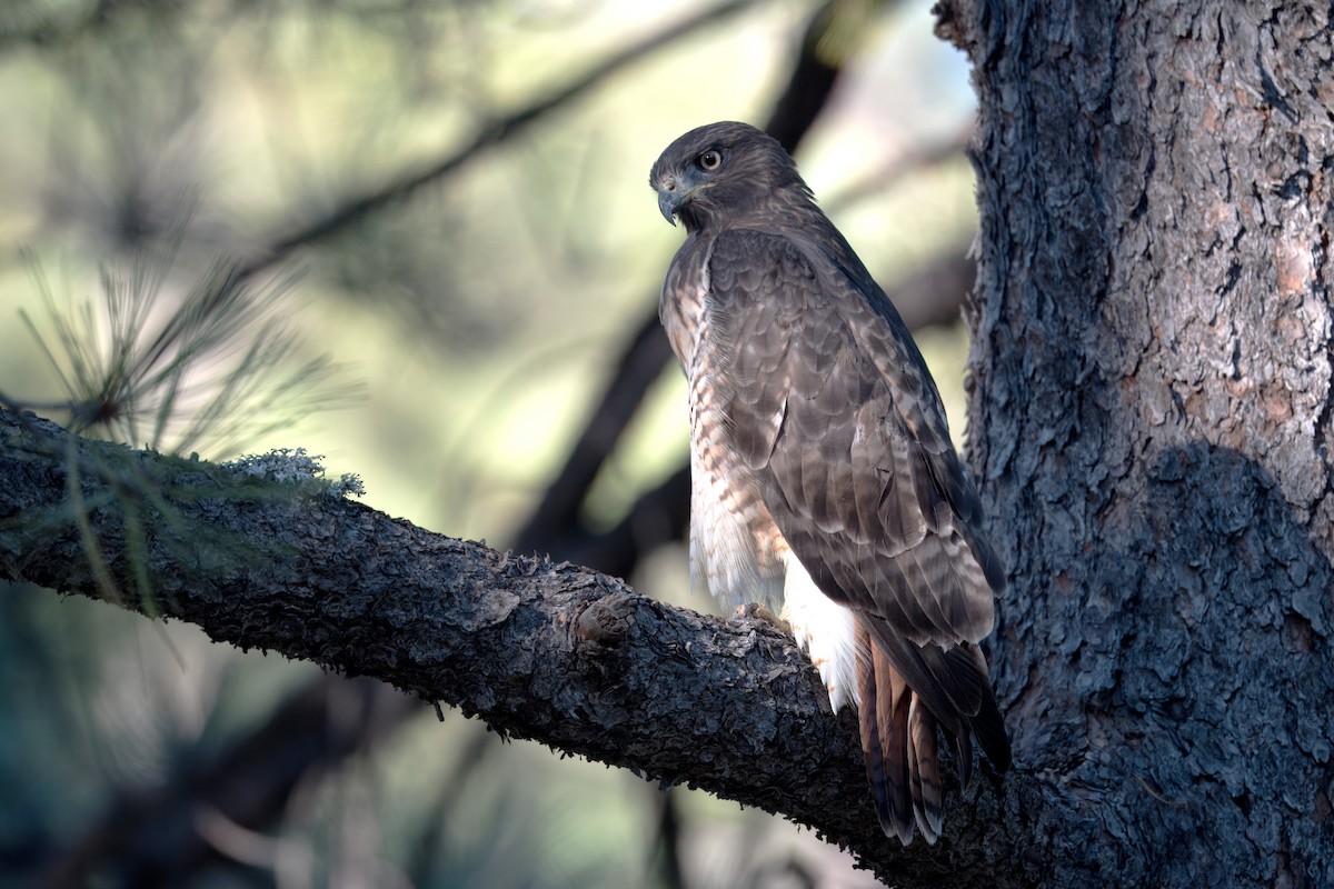Red-tailed Hawk - ML611911966