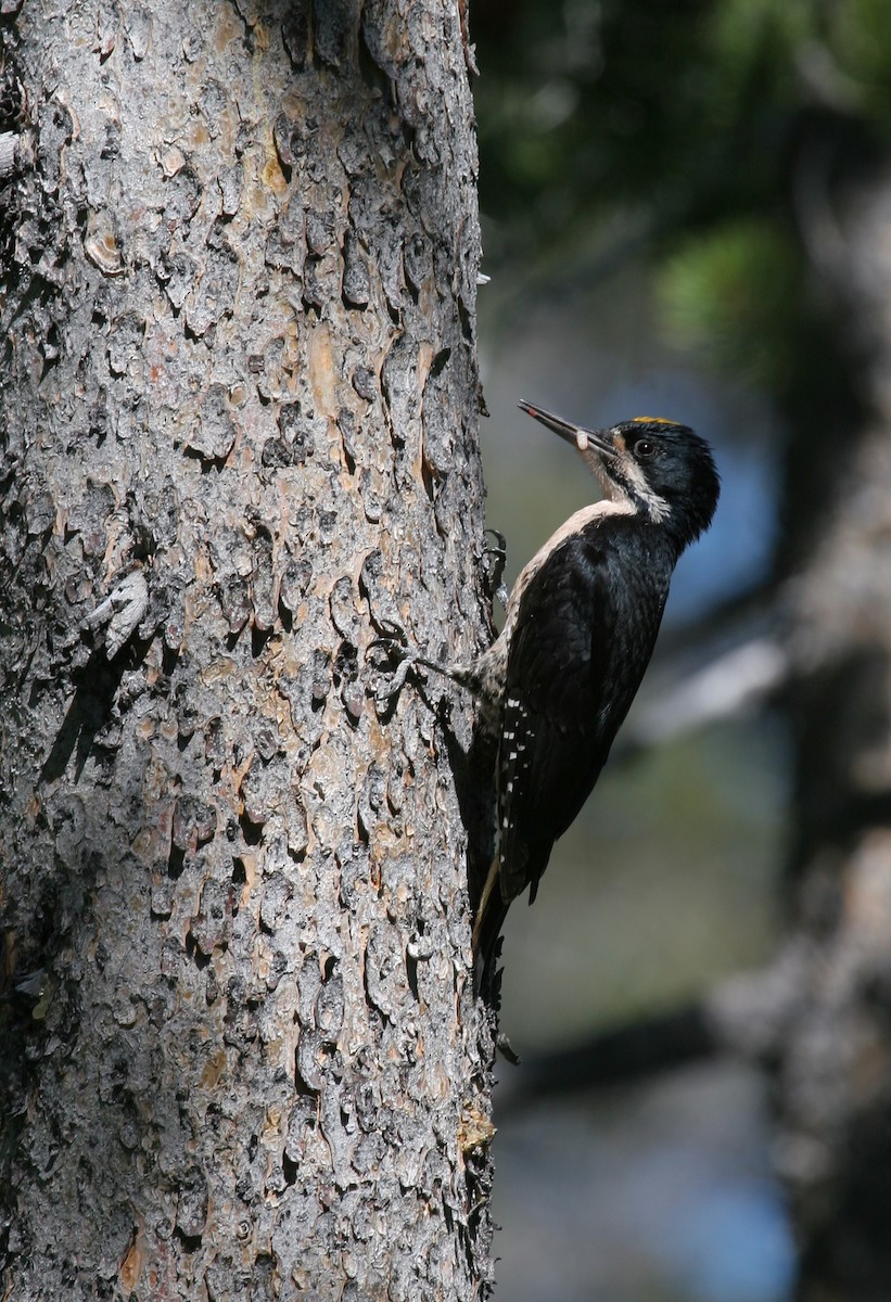 Black-backed Woodpecker - ML611911978