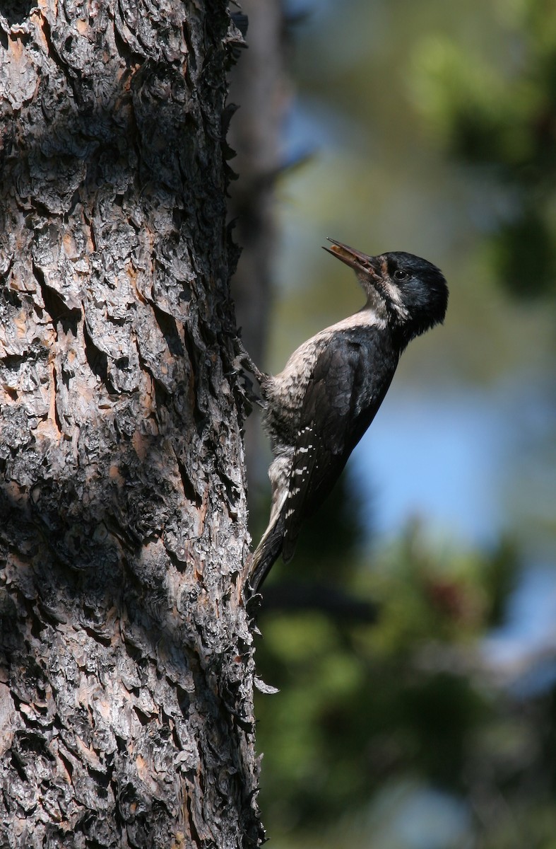 Black-backed Woodpecker - Lyann Comrack