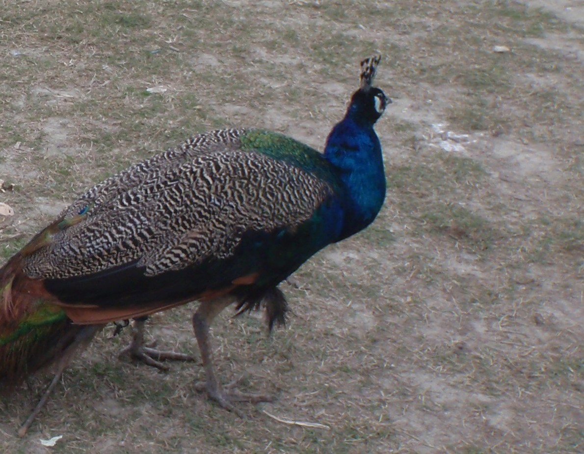 Indian Peafowl (Domestic type) - ML611912143