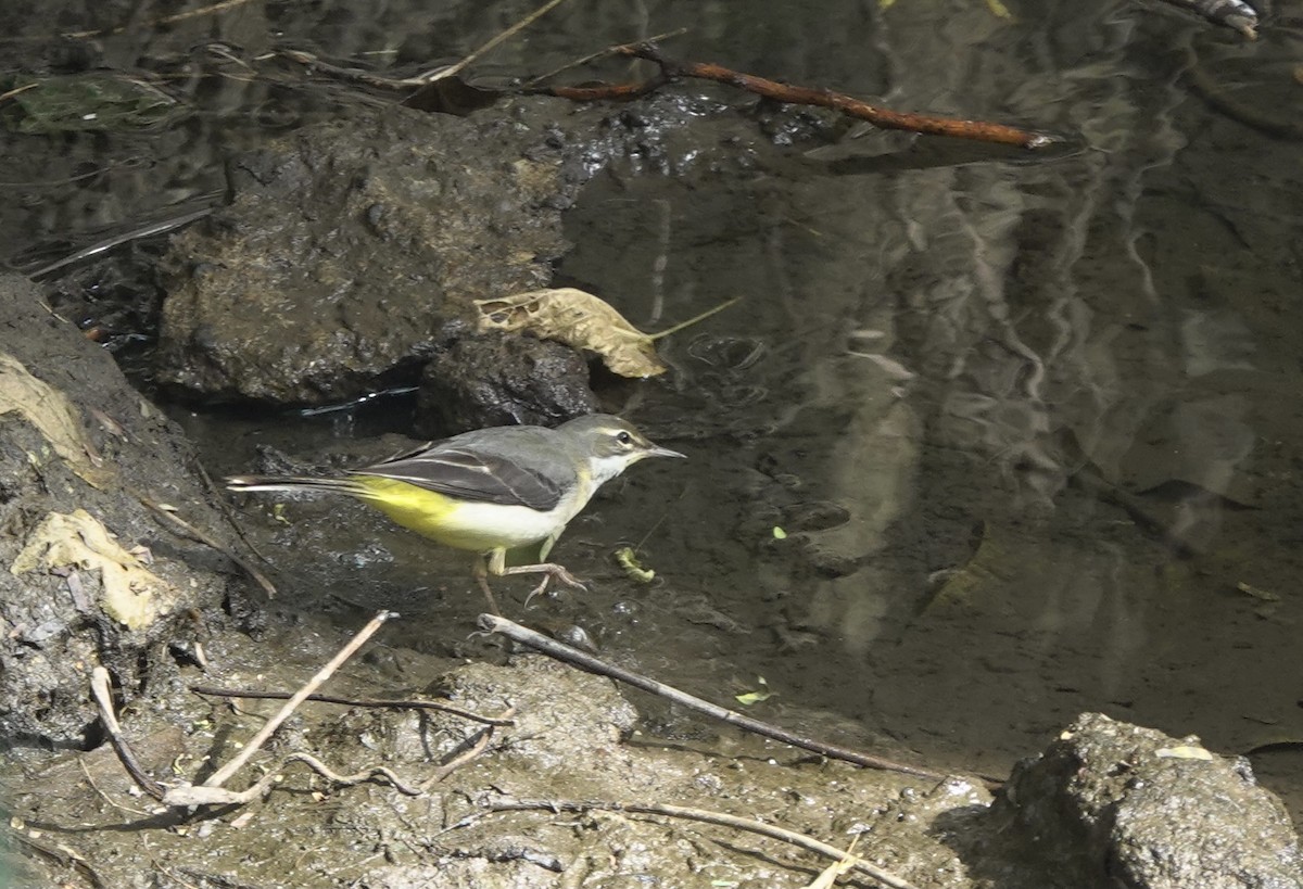 Gray Wagtail - ML611912193