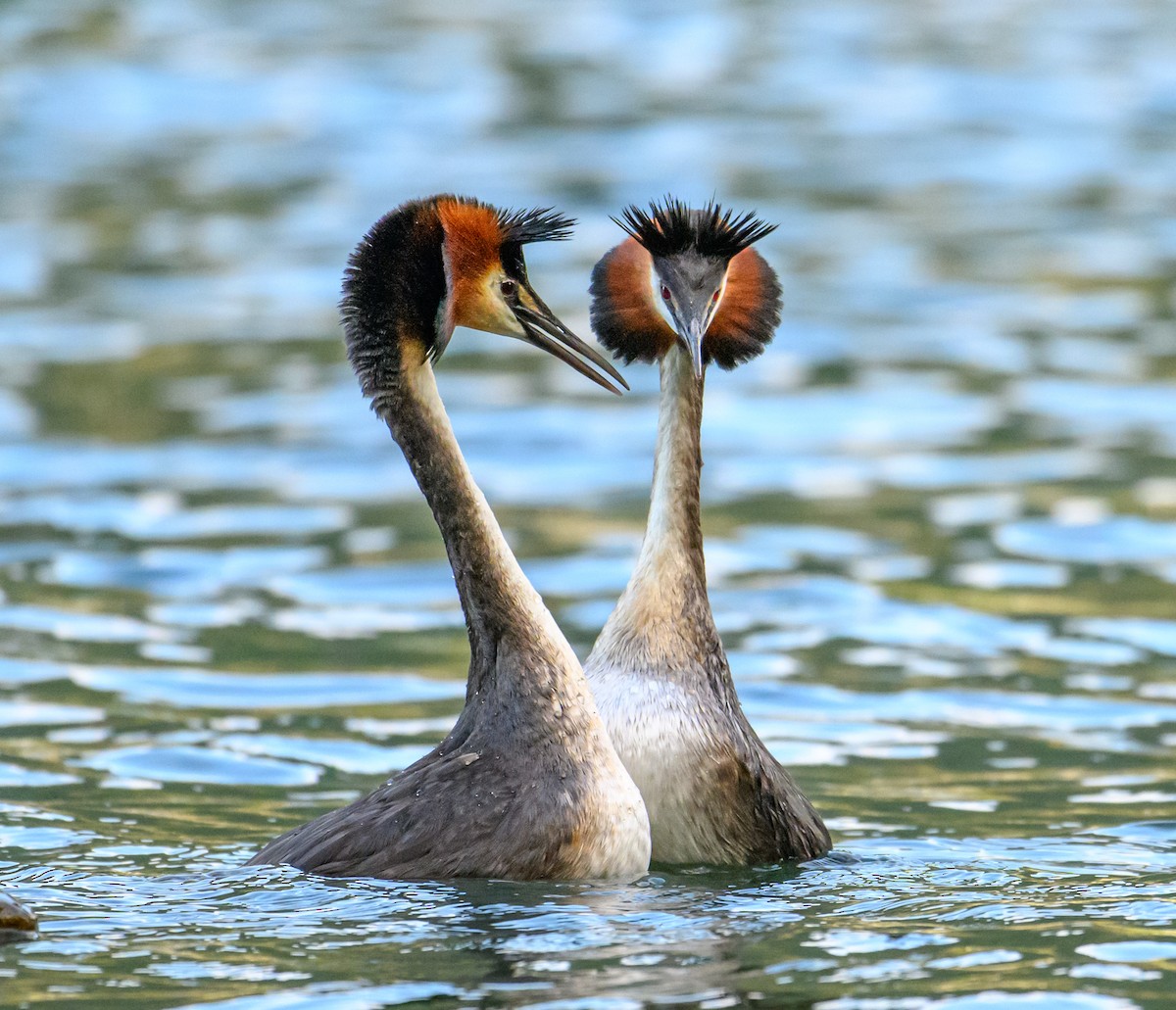 Great Crested Grebe - ML611912234