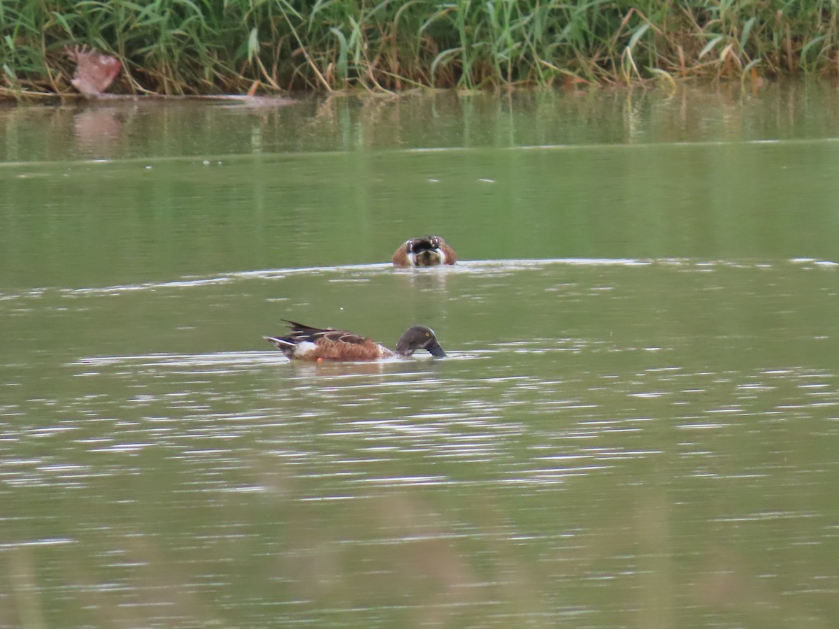 eBird Checklist - 5 Dec 2023 - San Benito Wetlands (Mayfield Rd.) - 22 ...