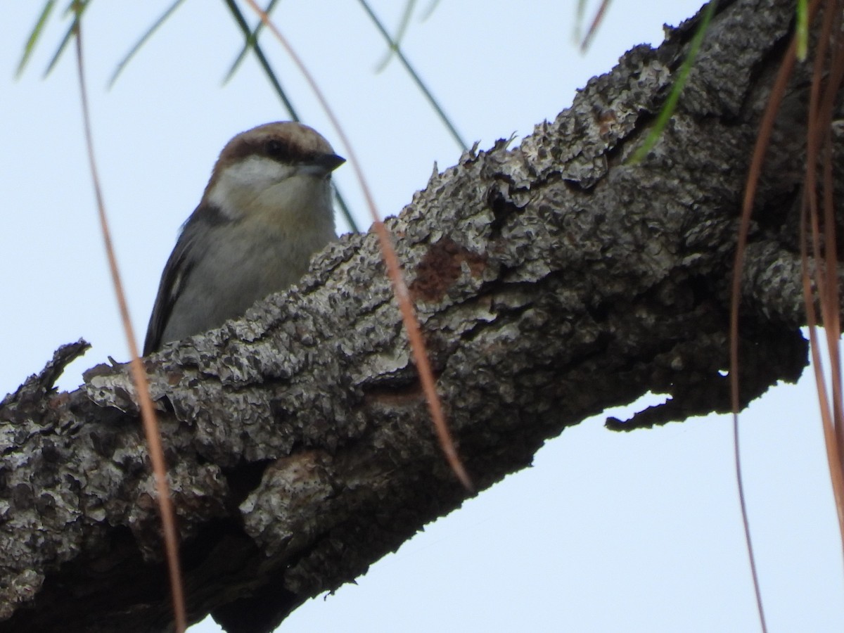 Brown-headed Nuthatch - ML611912380