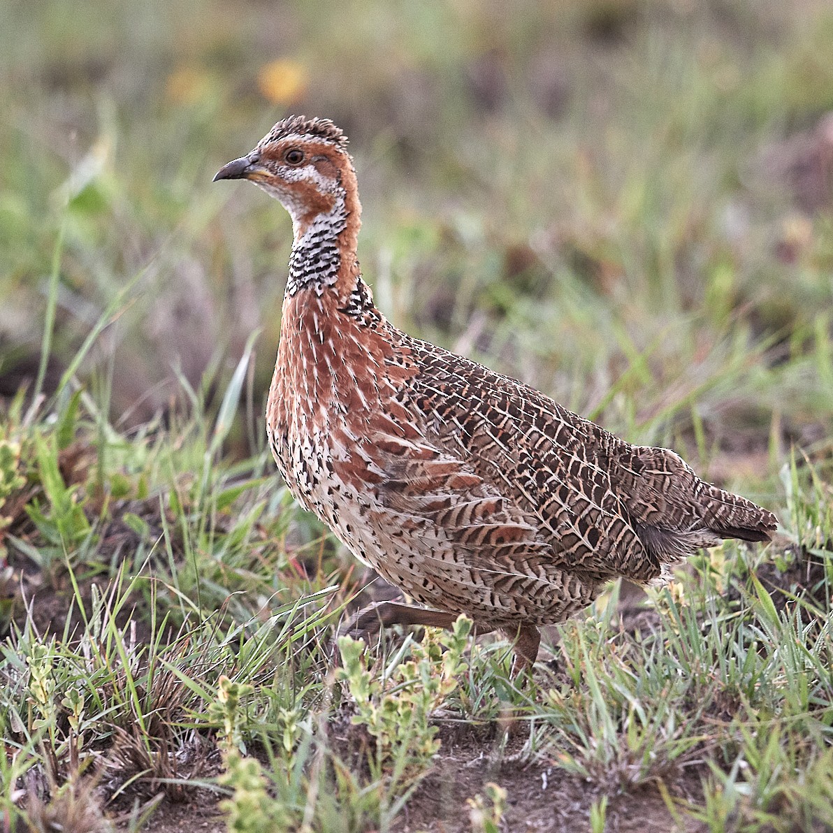 Red-winged Francolin - ML611912390