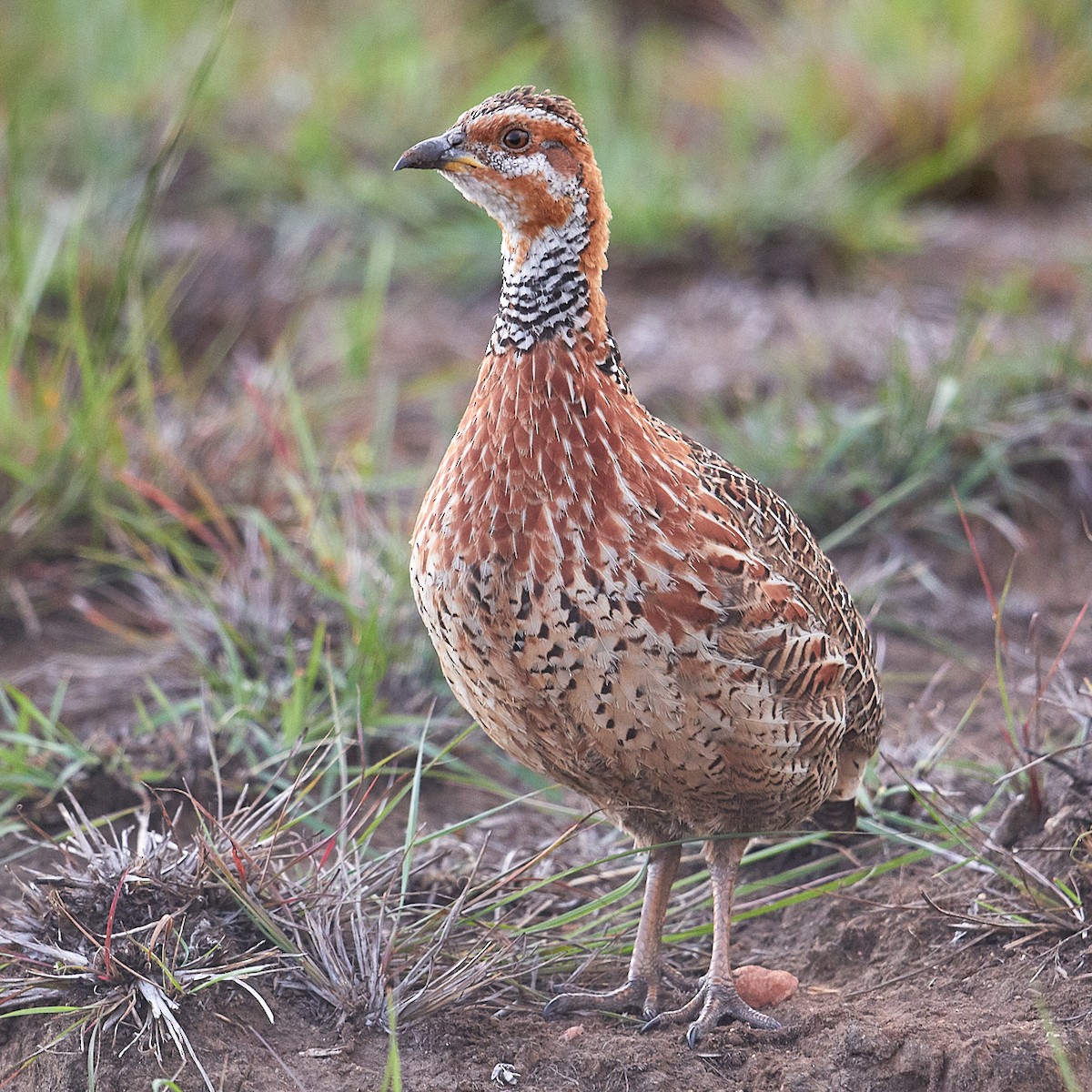 Red-winged Francolin - ML611912441