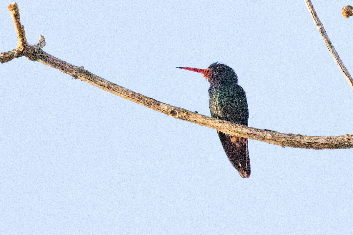 kolibřík savanový - ML611912525