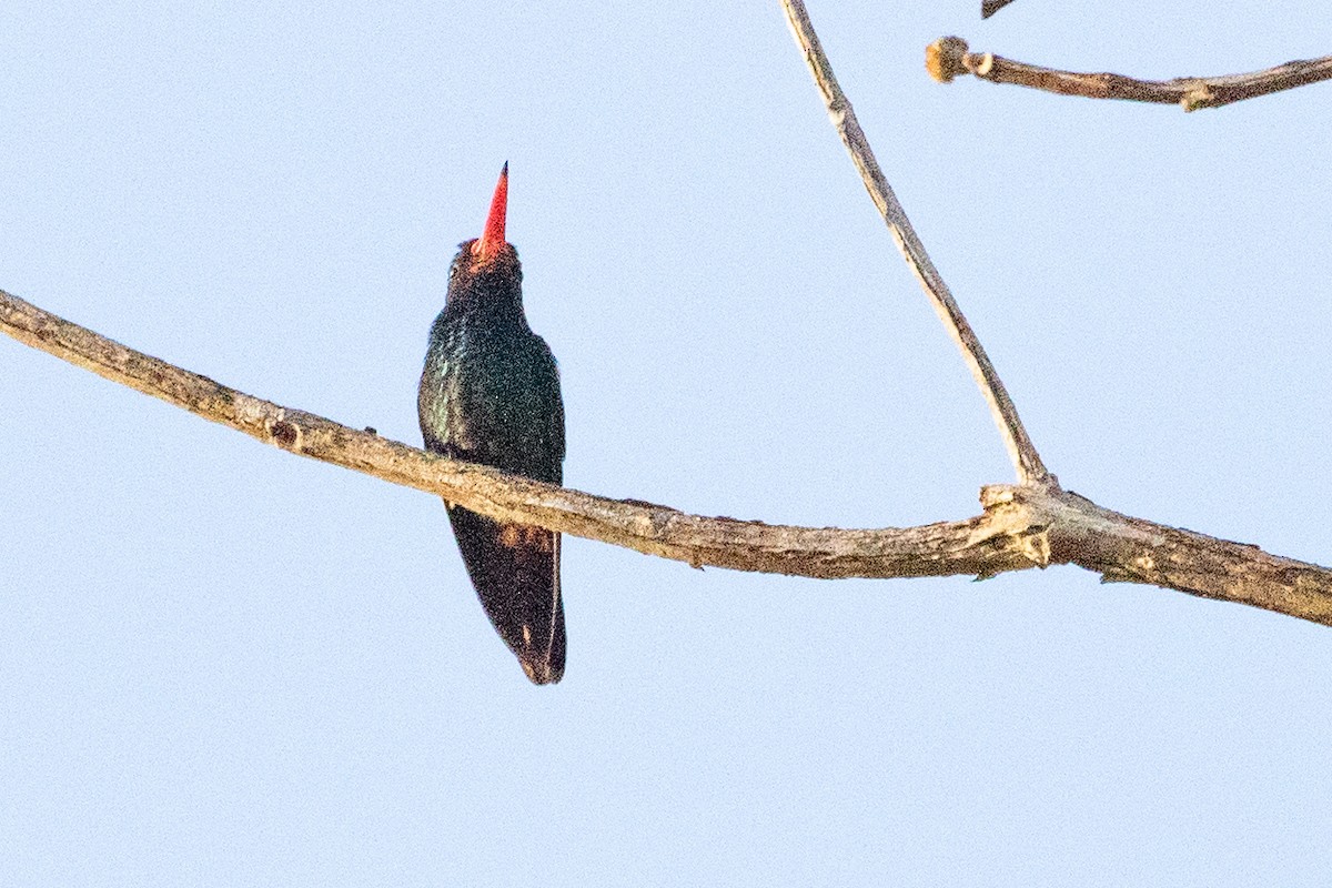 kolibřík savanový - ML611912529