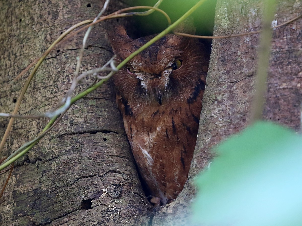 Madagascar Scops-Owl (Rainforest) - ML611912540