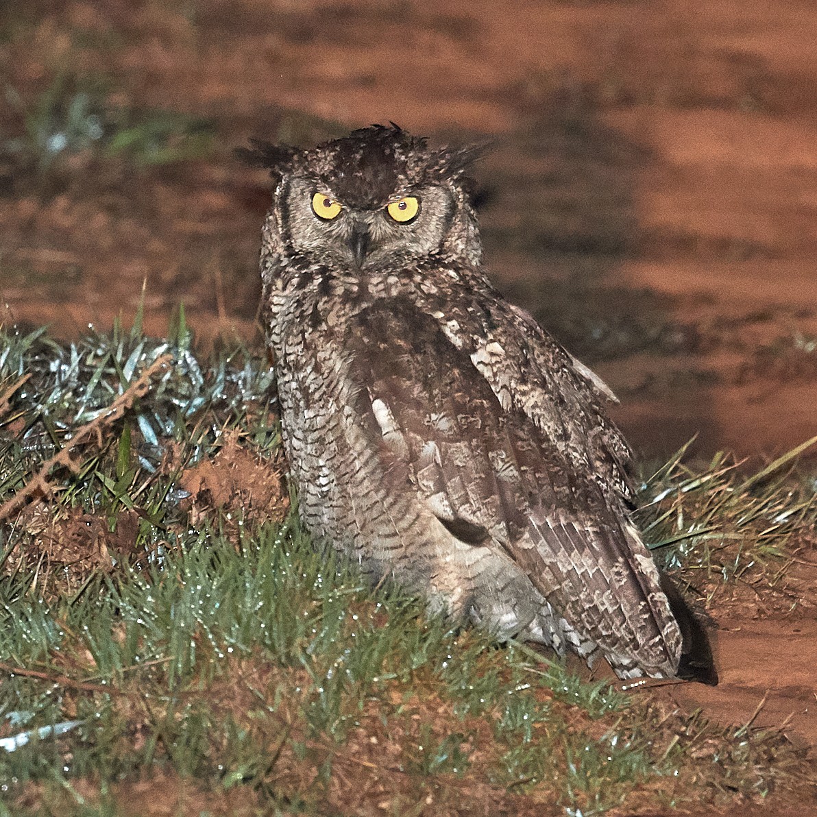 Spotted Eagle-Owl - ML611912639