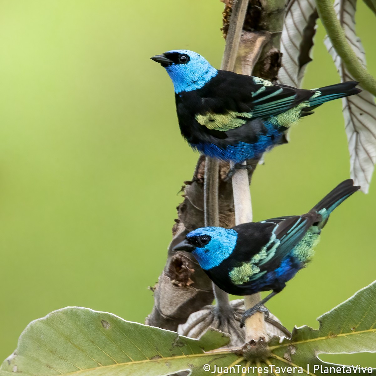 Blue-necked Tanager - ML611912755