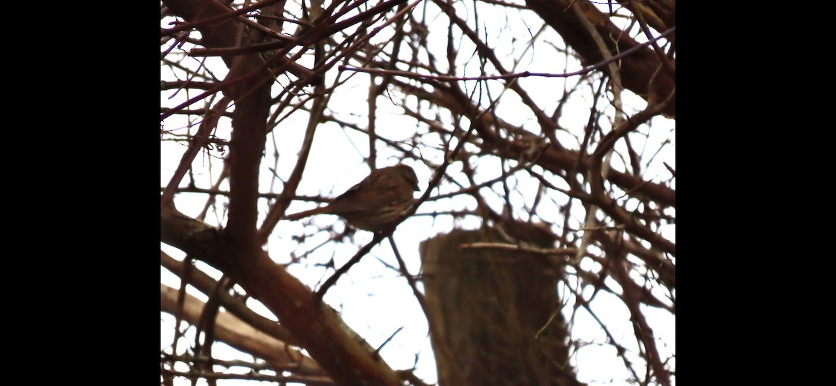 Fox Sparrow (Red) - ML611912832