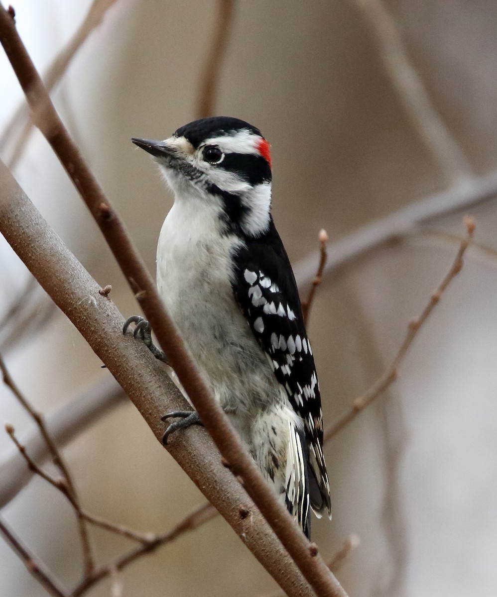 Downy Woodpecker - John Manger