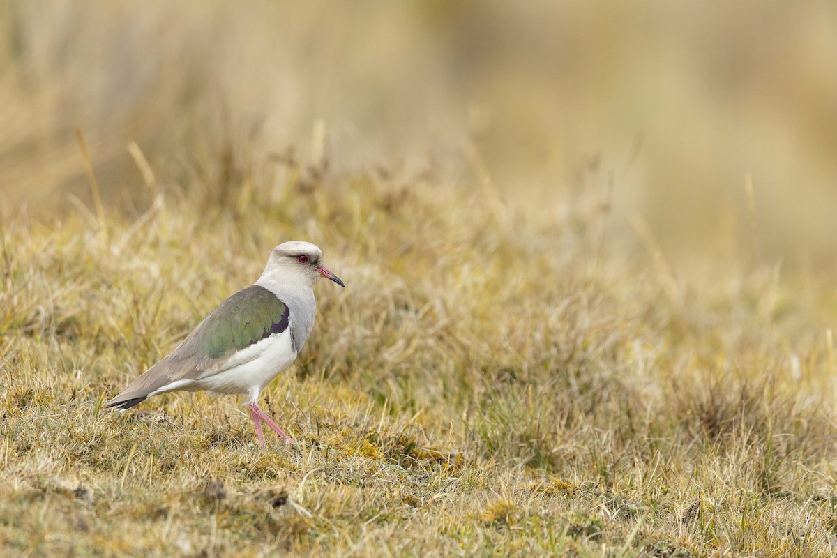 Andean Lapwing - Dorian Anderson