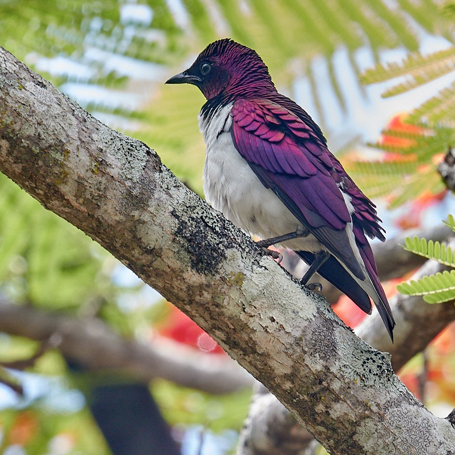 Violet-backed Starling - ML611913408