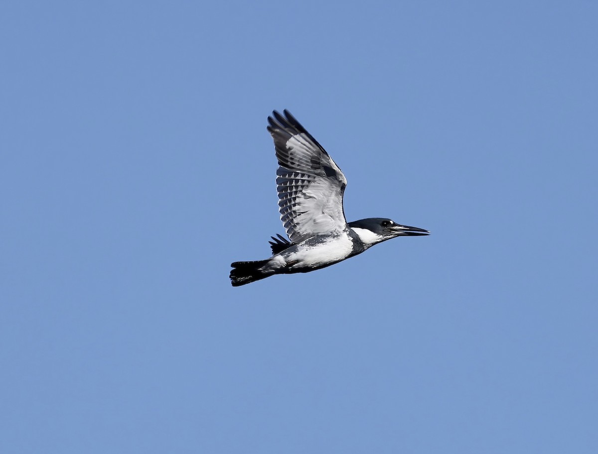 Belted Kingfisher - ML611913564