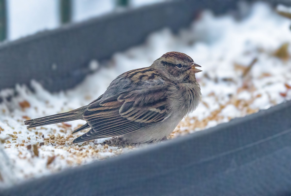 Chipping Sparrow - ML611913752